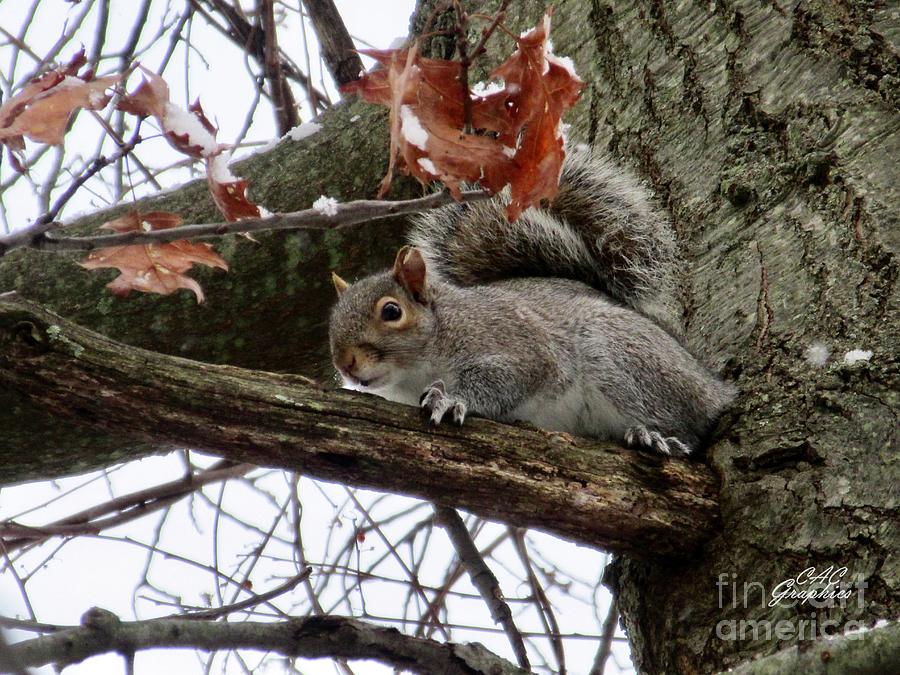 Snowy Squirrel  Photograph by CAC Graphics