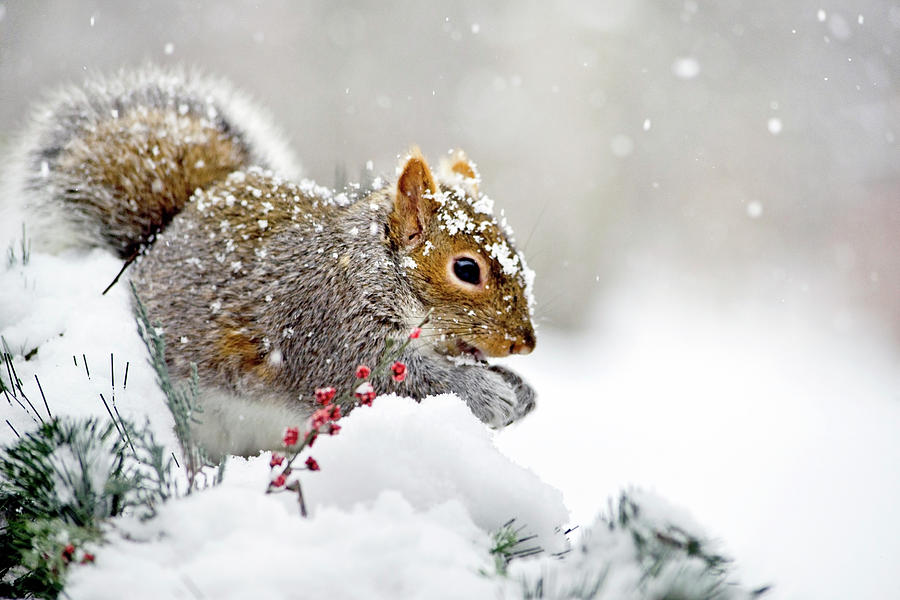 Snowy Squirrel Photograph by Christina Rollo