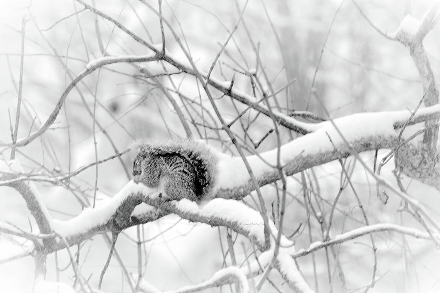 Snowy Squirrel Photograph by Diane Lindon Coy