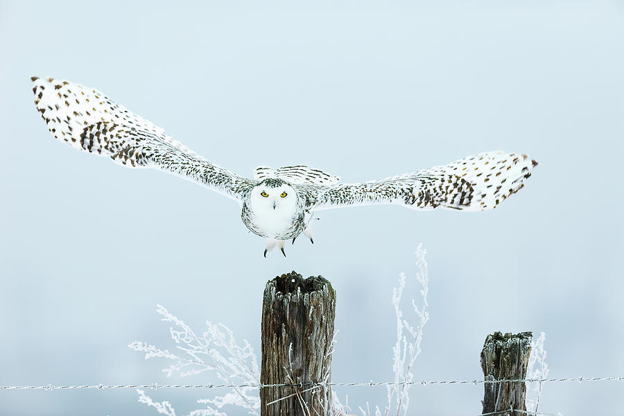 Snowy Take Off by Mark Harrington Snowy Take Off by Mark Harrington