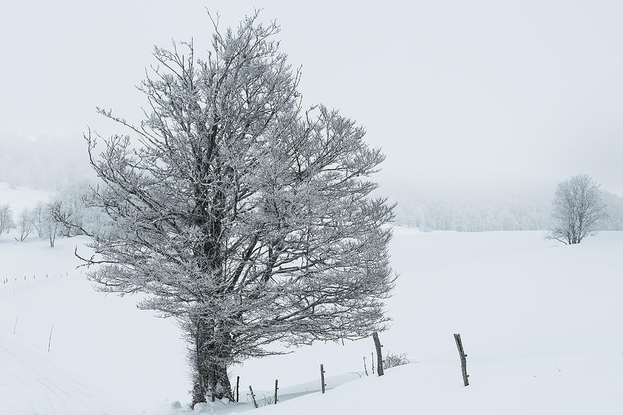 Snowy tree - 5 Photograph by Paul MAURICE