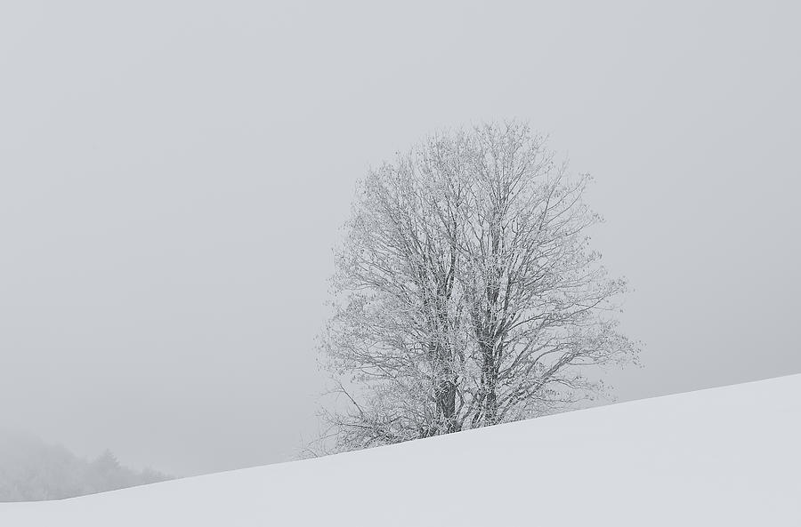 Snowy tree - 6 Photograph by Paul MAURICE