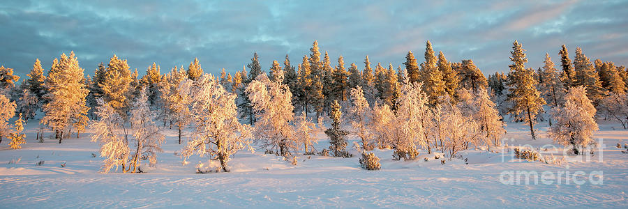 Snowy trees winter panorama Photograph by Delphimages Photo Creations