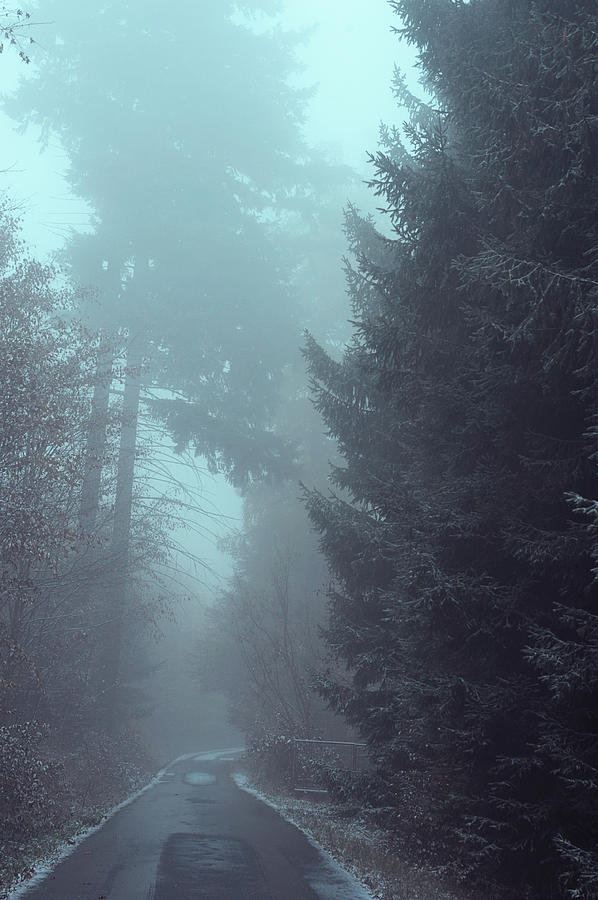 Snowy Way through Misty Woods Photograph by Jenny Rainbow