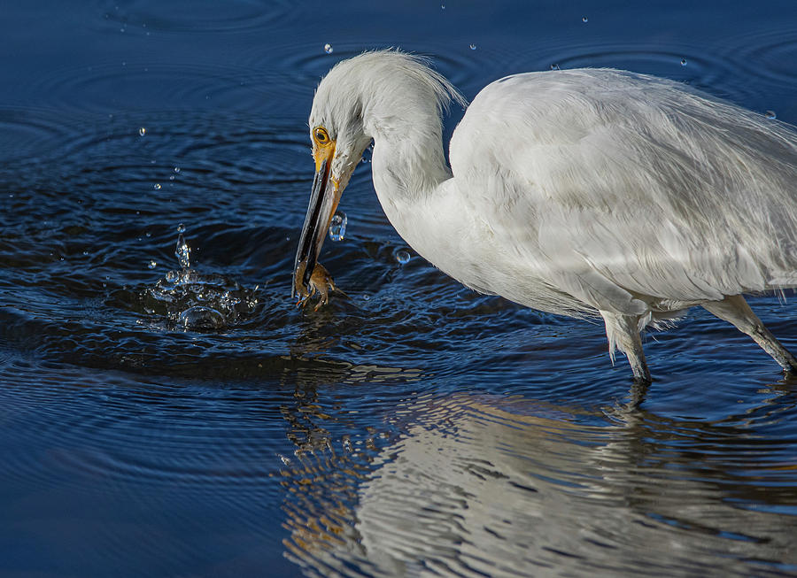 Snowy White Egret 1 Photograph by Rick Mosher