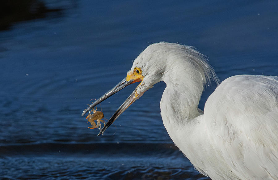Snowy White Egret 2 Photograph by Rick Mosher