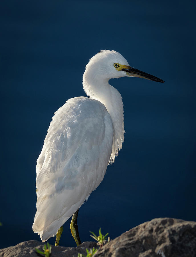Snowy White Egret 5 Photograph by Rick Mosher
