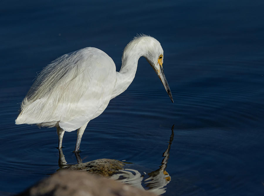Snowy White Egret 6 Photograph by Rick Mosher