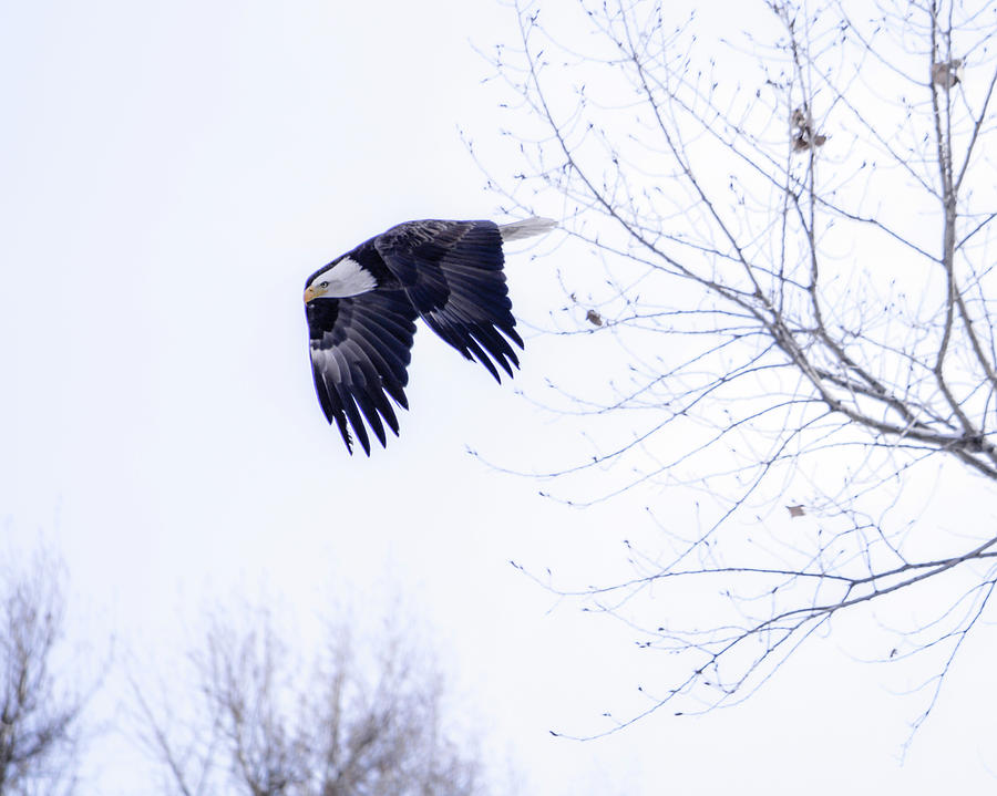 Snowy Winter Bald Eagle In A Peaceful Flight Photograph