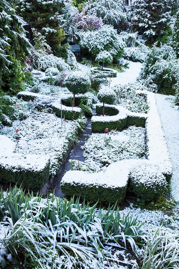 Snowy Winter Garden With Geometric Hedges Photograph by Anneliese Kompatscher