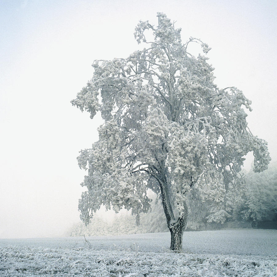 Snowy Winter Landscape Photograph by John Foxx