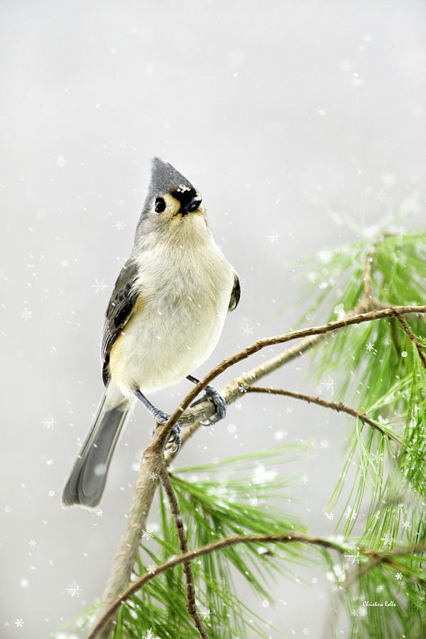 Snowy Winter Songbird Mixed Media by Christina Rollo