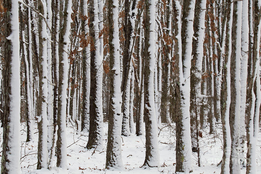 Snowy Woods Photograph by Reva Dow