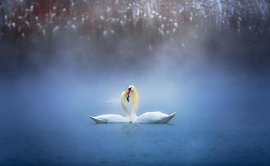 Swan Photograph - Snuggle by Annie Poreider