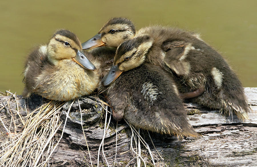 Snuggle Time Photograph by Art Cole