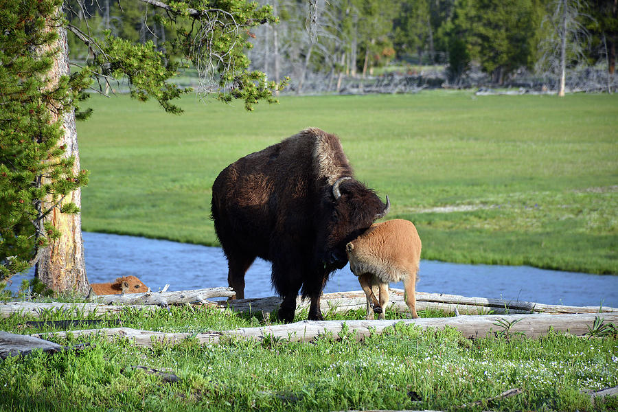 Snuggling Bison and Calf in Yellowstone Photograph by Bruce Gourley