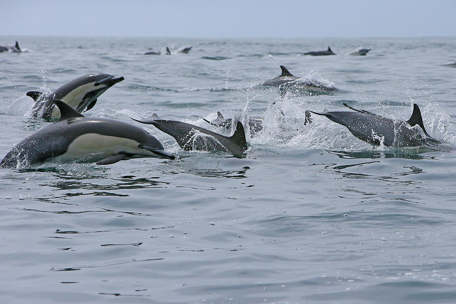 So Many Dolphin Photograph by Shoal Hollingsworth