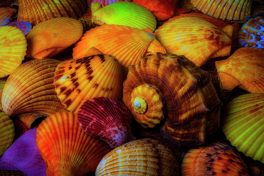 So Many Wonderful Shells Photograph by Garry Gay