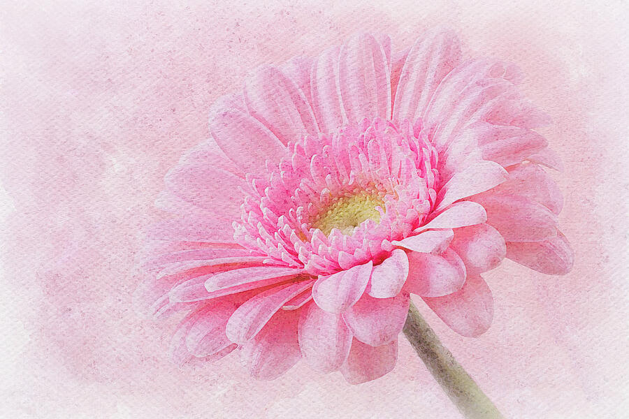 So Pink Digital Art by Tanya C Smith
