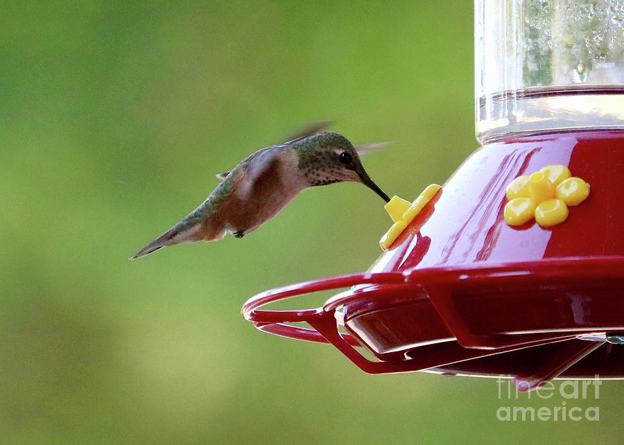 So Sweet Hummingbird Photograph by Carol Groenen