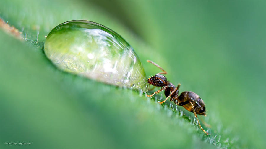 Macro Photograph - So That The Drop Does Not Crush It You Need To Drink)) by Dmitry Skvortsov