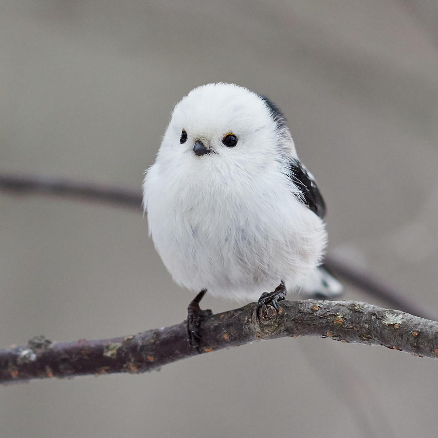 So White So Beautiful. Long-tailed Tit Photograph