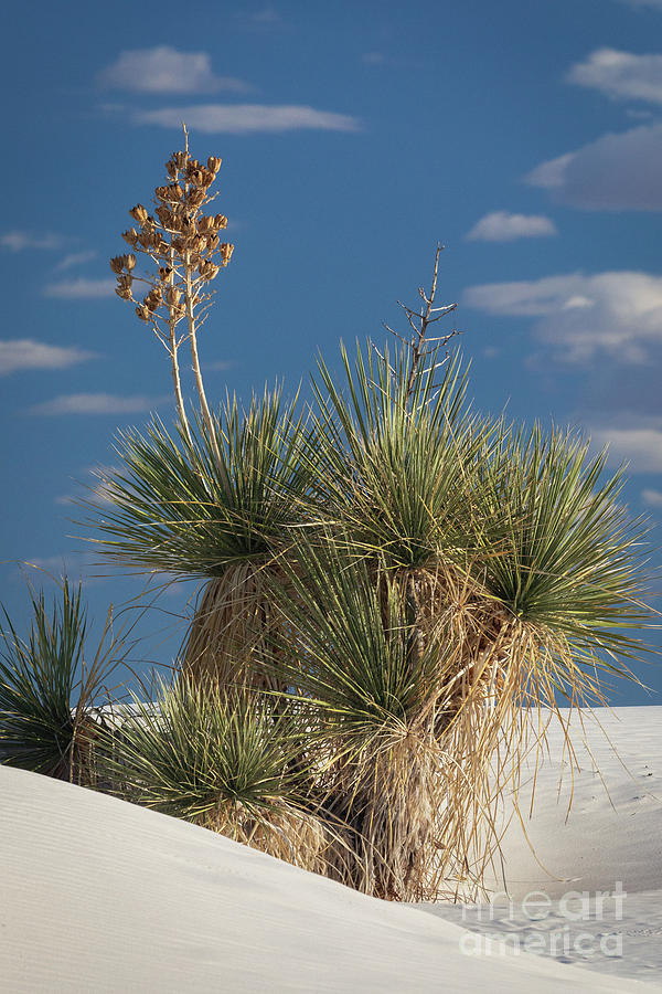 Soap Tree Cactus Photograph by Doug Sturgess