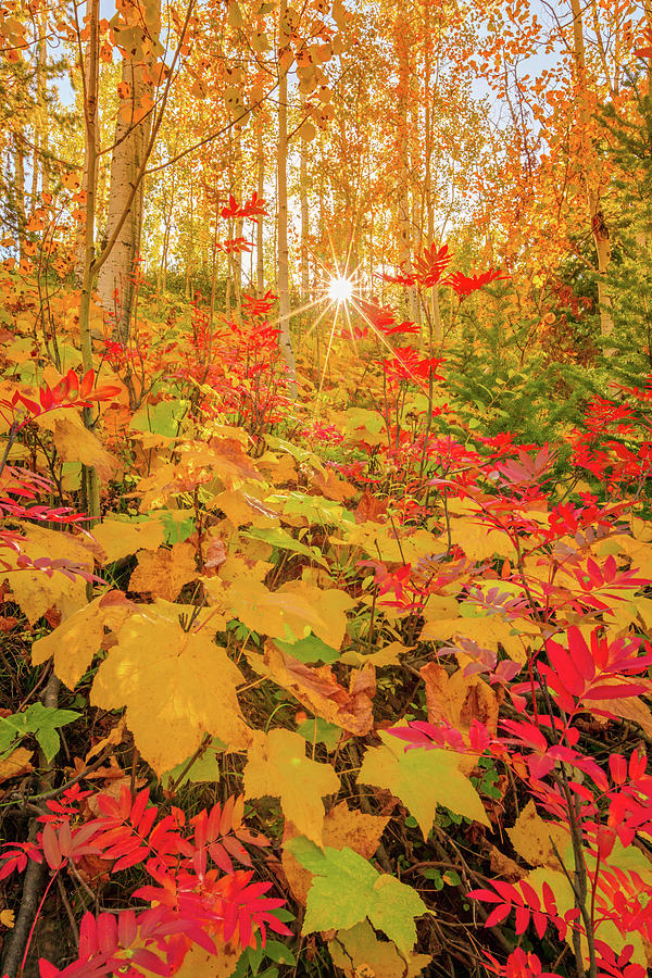 Fall Photograph - Soapstone Fall Color by Wasatch Light