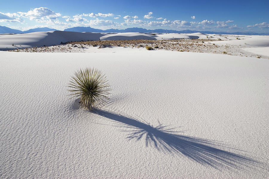 Soaptree, Yucca In Dunes, Yucca Elata, Gypsum Dune Field, White Sands ...