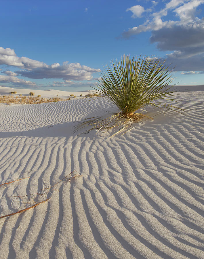 Soaptree Yucca, White Sands Nm, New Mexico Photograph by Tim Fitzharris