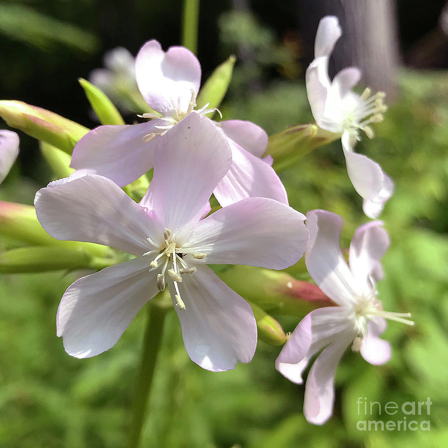Soapwort 1 Photograph by Amy E Fraser