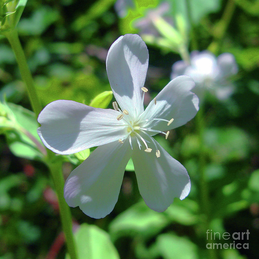 Soapwort 2 Photograph by Amy E Fraser