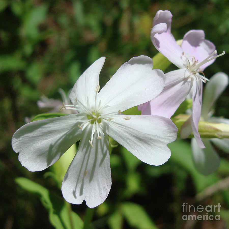 Soapwort 4 Photograph by Amy E Fraser