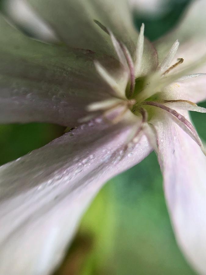 Soapwort Flower Closeup  Photograph by Jori Reijonen