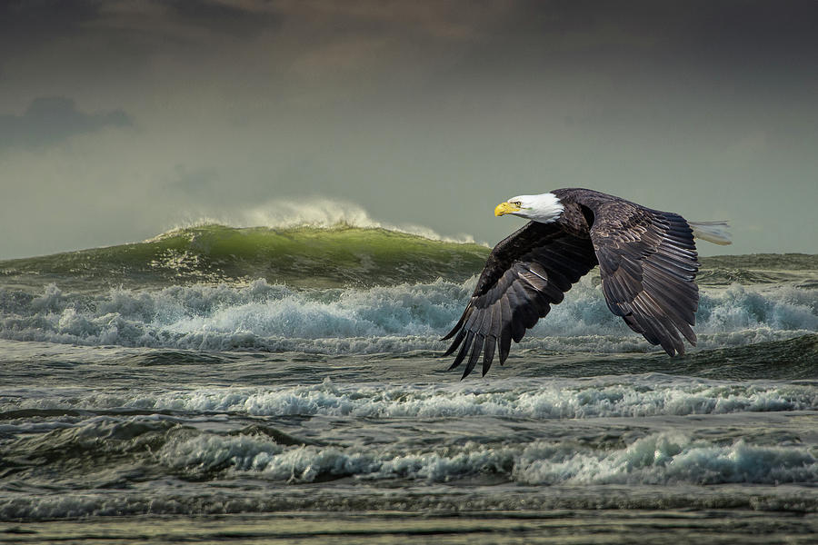 Soaring by the Sea Photograph by Jerry Cahill