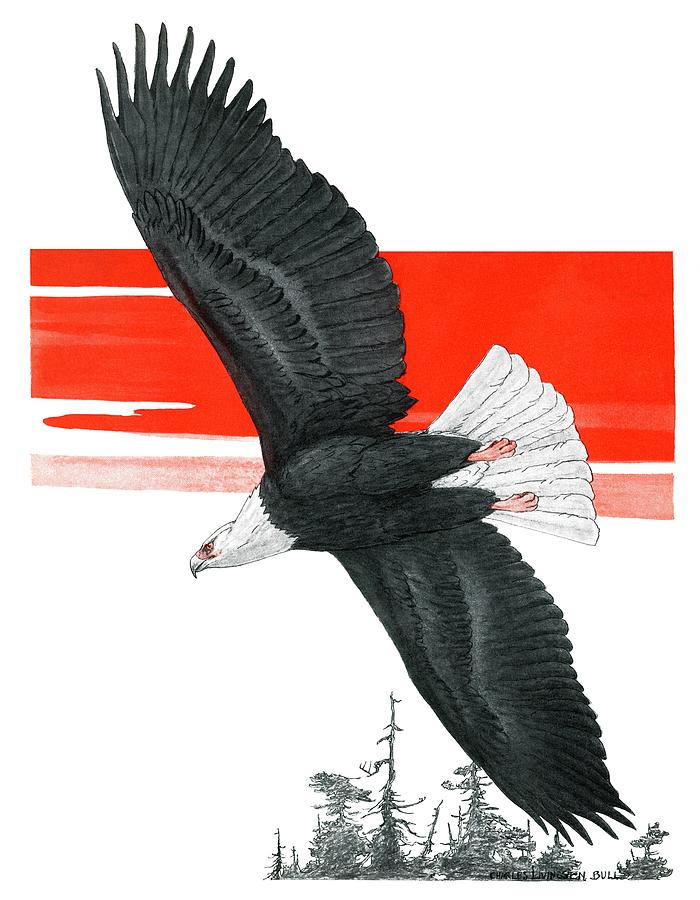 Soaring Eagle Drawing by Charles Bull