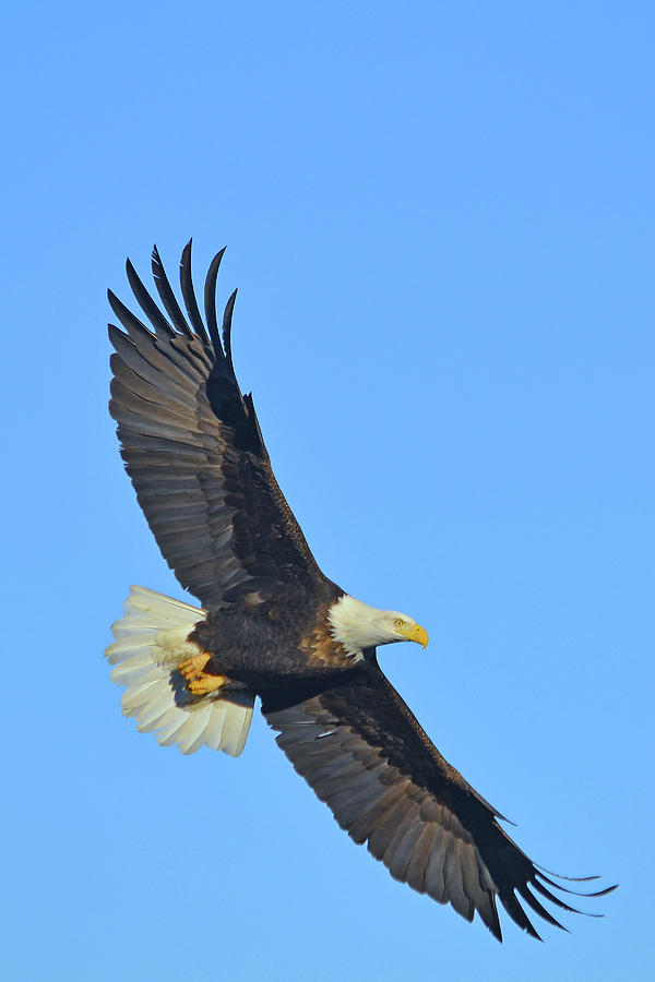 soaring eagle