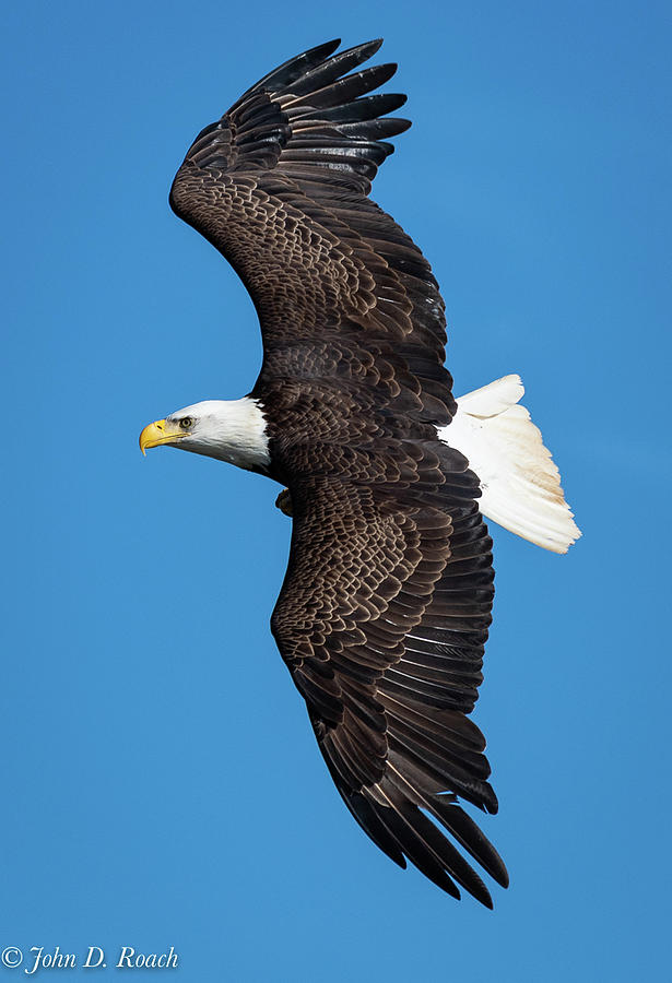 Soaring Eagle Photograph by John Roach