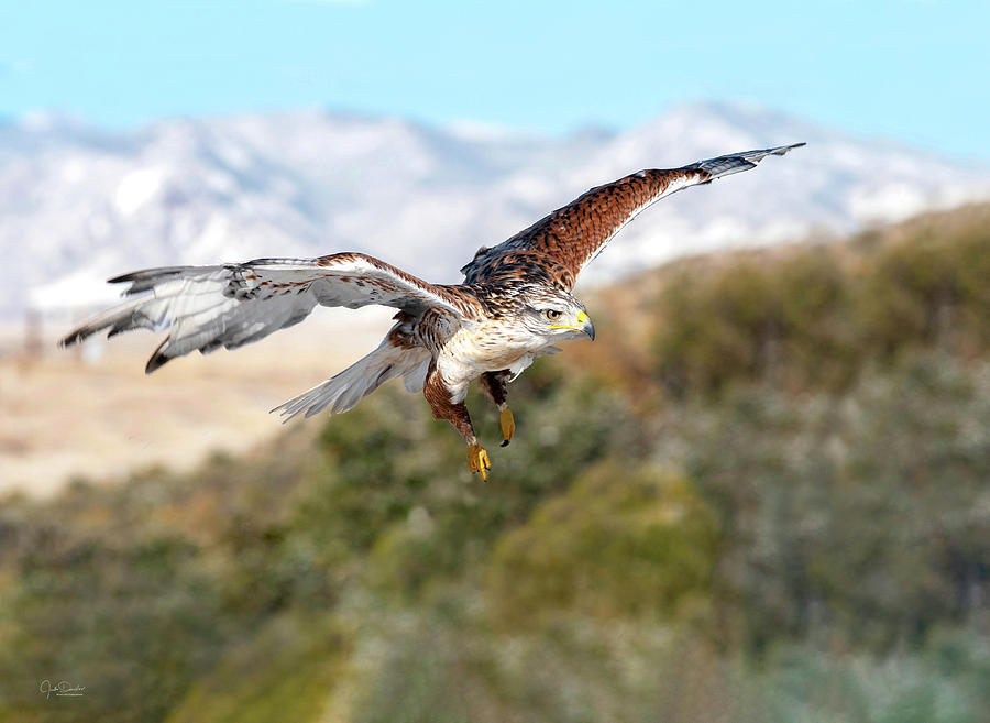 Soaring Ferruginous Hawk Photograph by Judi Dressler
