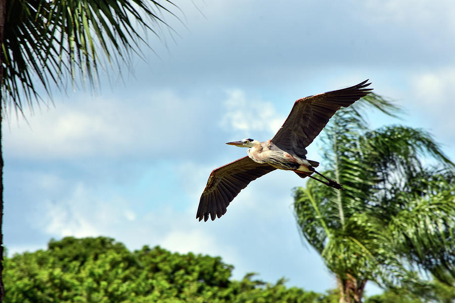Soaring Great Blue Heron by William Tasker Soaring Great Blue Heron by William Tasker