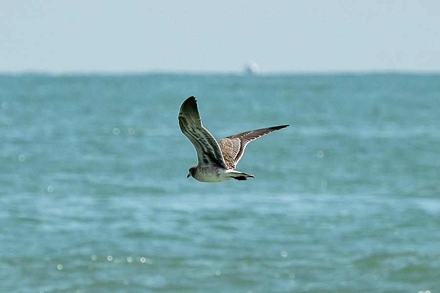 Soaring Gull in Virginia Beach Photograph by Donna Twiford