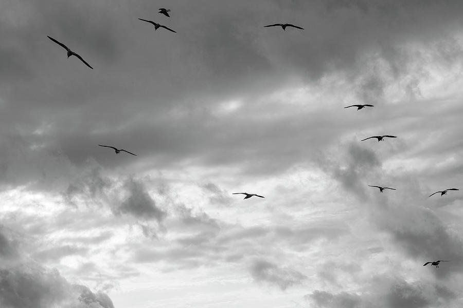 Soaring Gulls Photograph by Robert Wilder Jr