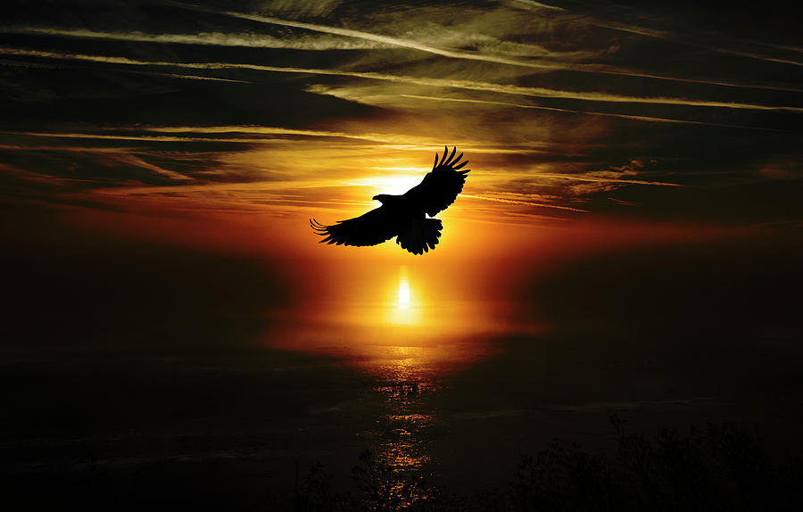 Soaring into a New Day Photograph by Elizabeth Waitinas