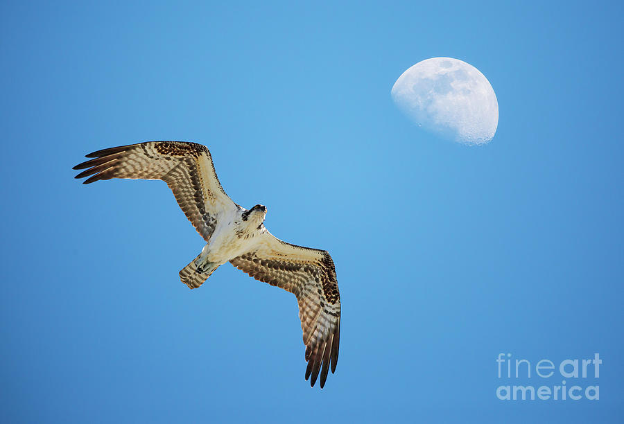 Soaring Osprey and Gibbous Moon by Kevin McCarthy Soaring Osprey and Gibbous Moon by Kevin McCarthy