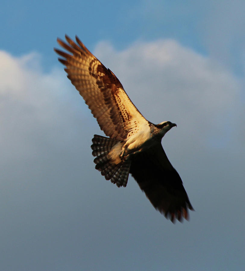 are ospreys eagles