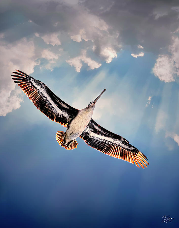 Soaring Overhead Photograph by Endre Balogh