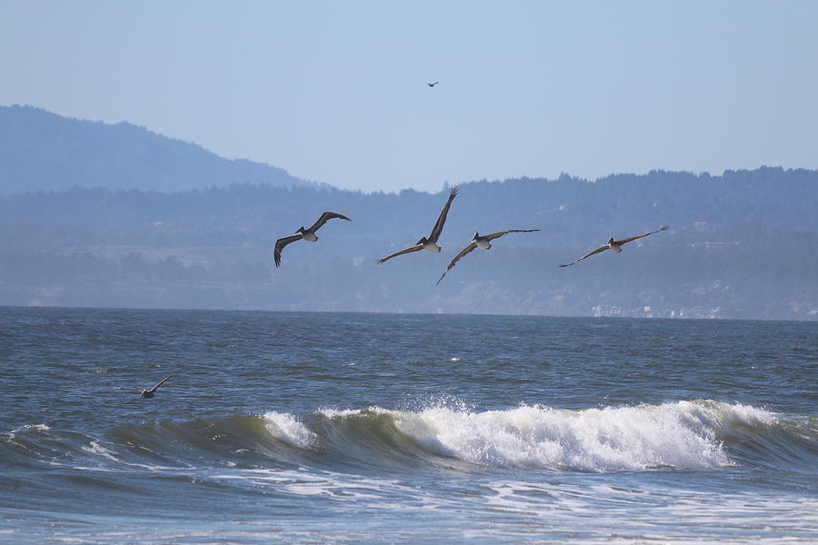 Soaring Pelicans - 3 by Christy Pooschke Soaring Pelicans - 3 by Christy Pooschke