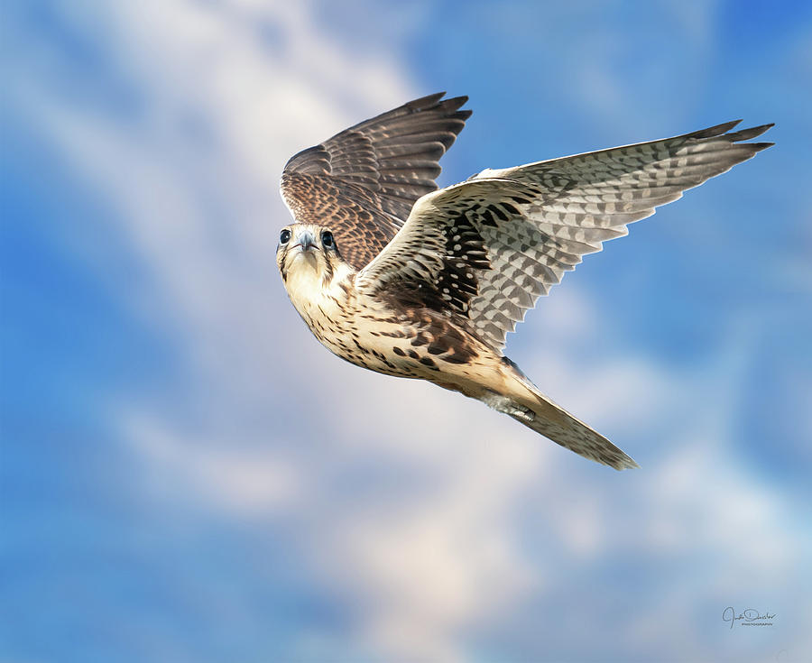 Soaring Prairie Falcon Photograph by Judi Dressler