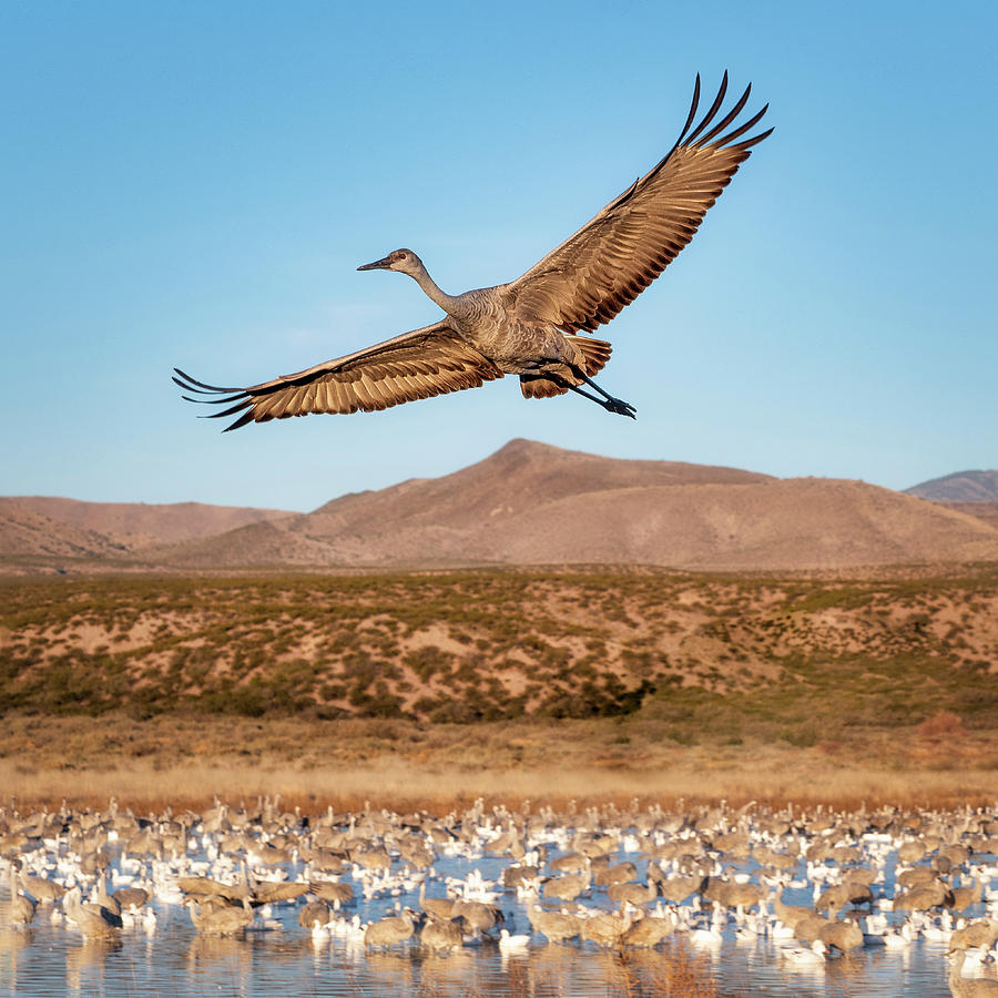 Soaring Sandhill by Scott Bourne Soaring Sandhill by Scott Bourne