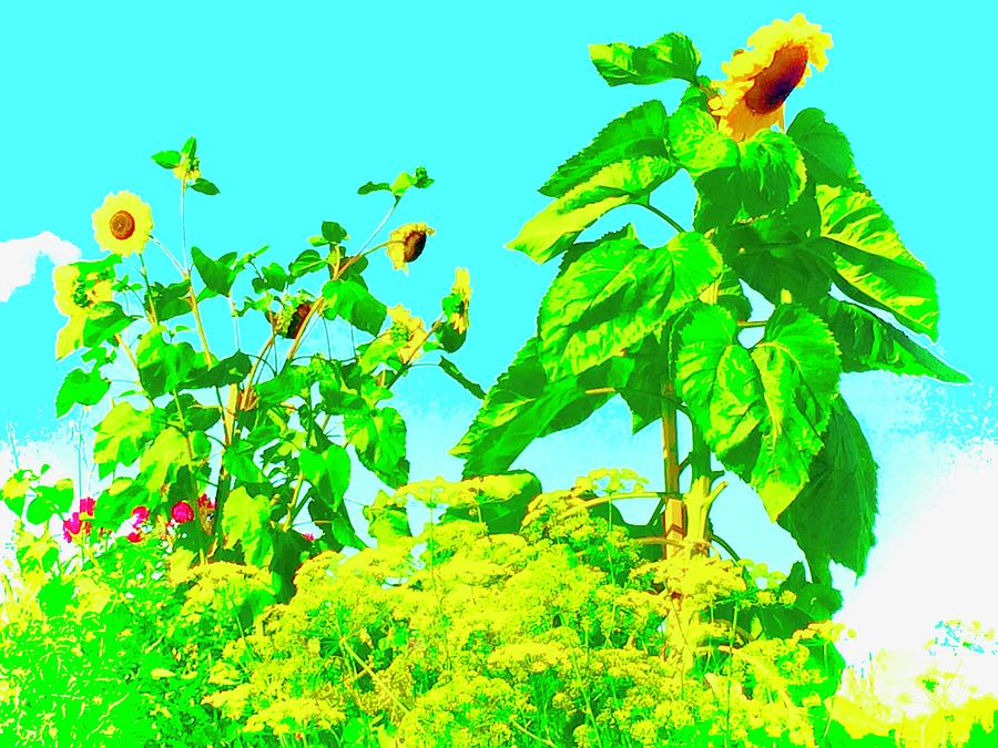 Soaring Sunflowers Photograph by Debra Grace Addison